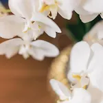 玫瑰酒店及餐厅 3* 比蒂希海姆-比辛根
